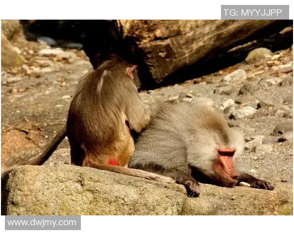 足球明星狒狒的真实身份揭秘及其在足球界的传奇故事